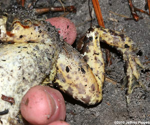 Carolina Gopher Frog (Rana capito)