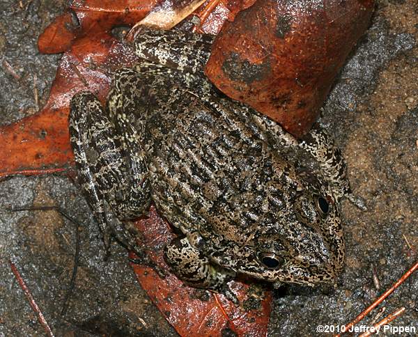 Carolina Gopher Frog (Rana capito)