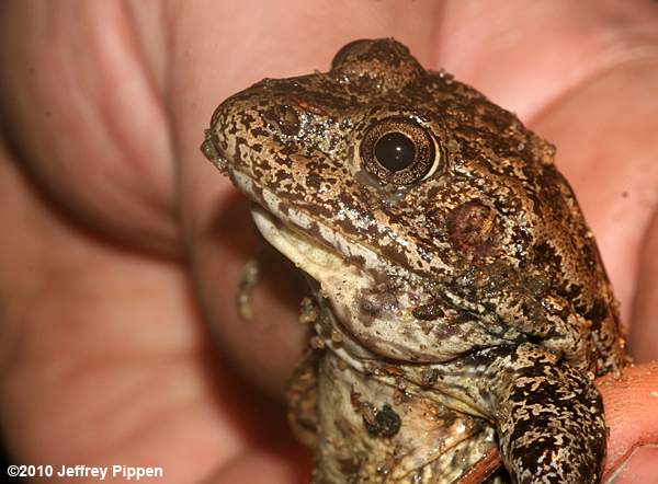 Carolina Gopher Frog (Rana capito)