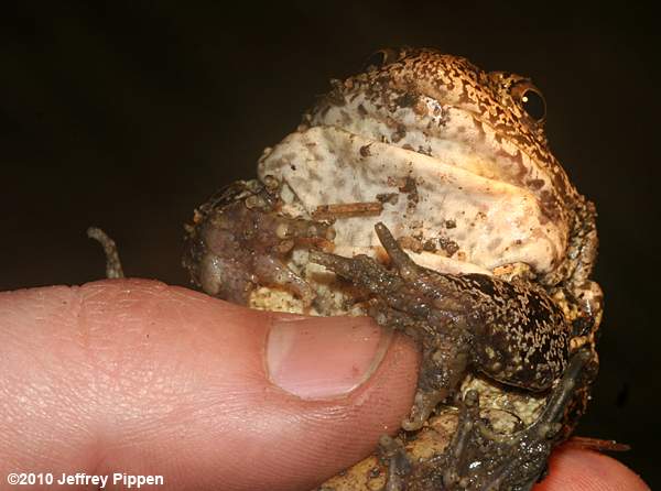 Carolina Gopher Frog (Rana capito)