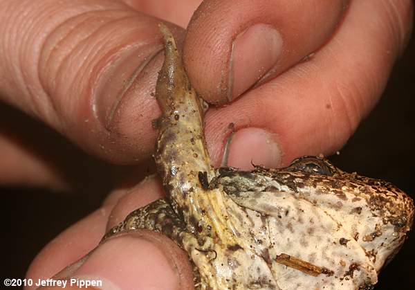 Carolina Gopher Frog (Rana capito)