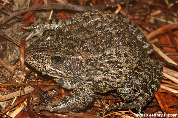 Carolina Gopher Frog (Rana capito)