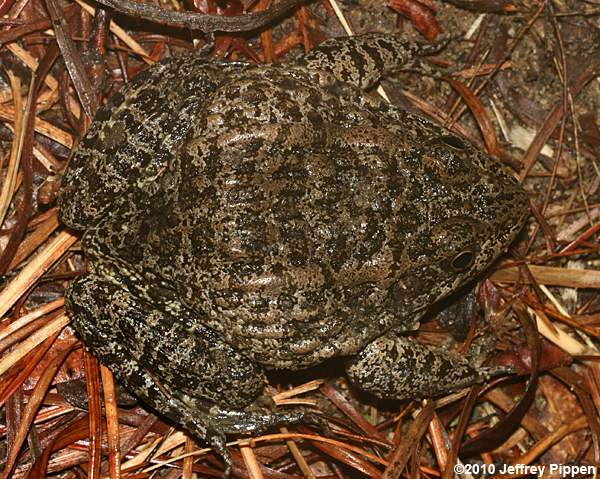 Carolina Gopher Frog (Rana capito)