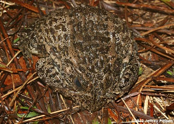 Carolina Gopher Frog (Rana capito)