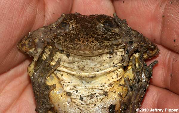 Carolina Gopher Frog (Rana capito)