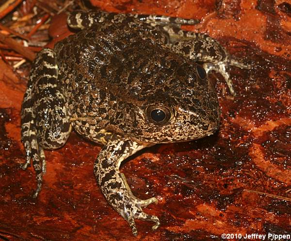 Carolina Gopher Frog (Rana capito)