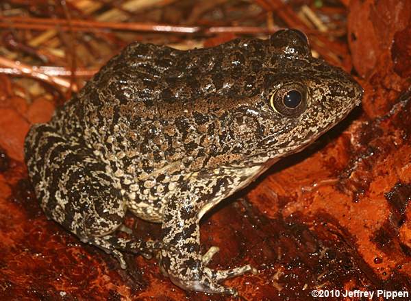 Carolina Gopher Frog (Rana capito)