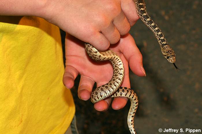 Gopher Snake (Pituophis catenifer)