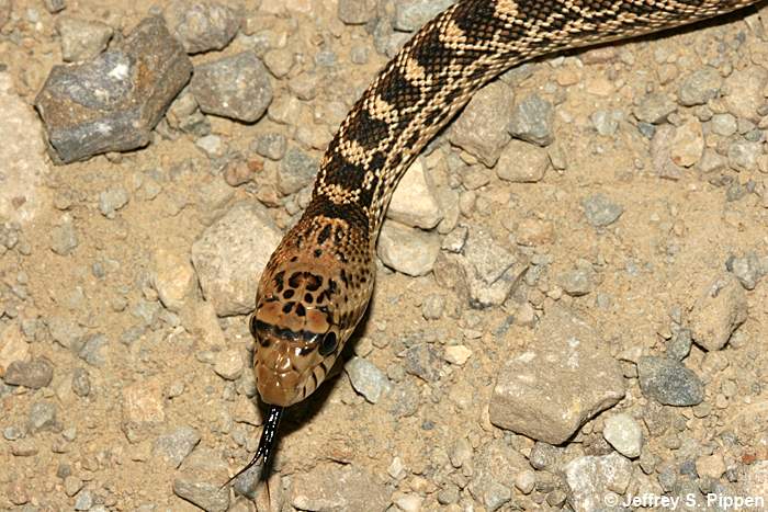 Gopher Snake (Pituophis catenifer)