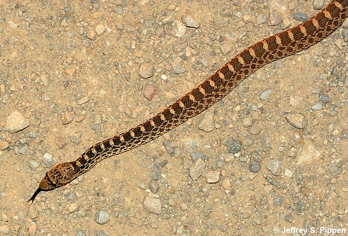 Gopher Snake (Pituophis catenifer)