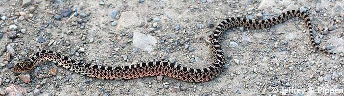 Gopher Snake (Pituophis catenifer)