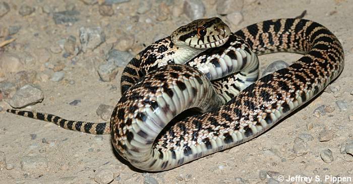 Gopher Snake (Pituophis catenifer)