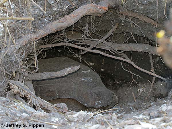 Gopher Tortoise (Gopherus polyphemus)
