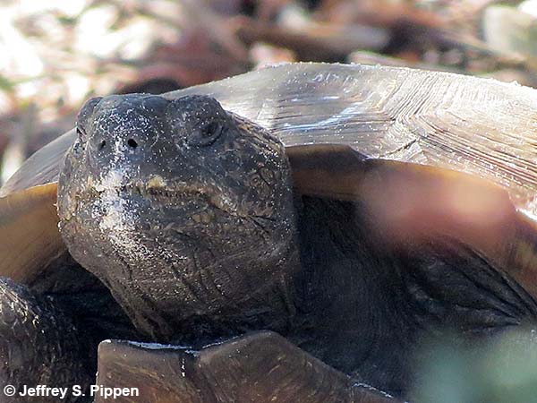 Gopher Tortoise (Gopherus polyphemus)