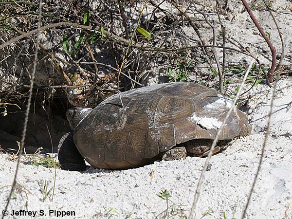 Gopher Tortoise (Gopherus polyphemus)