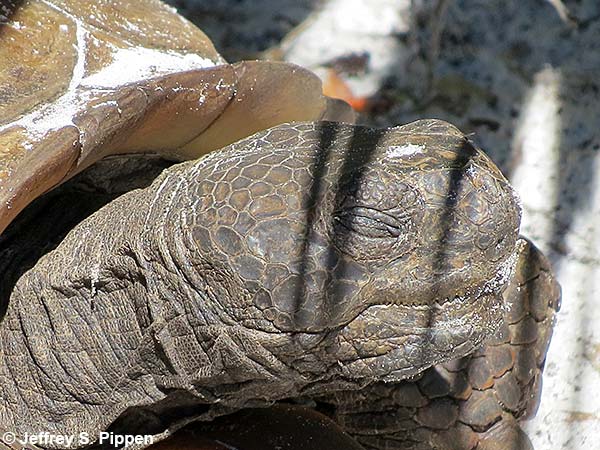 Gopher Tortoise (Gopherus polyphemus)