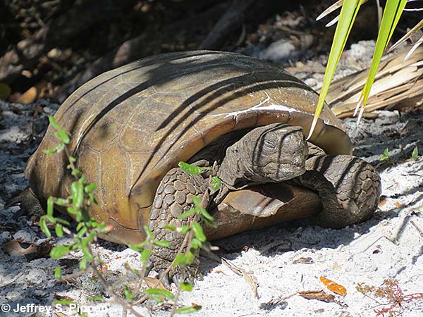 Gopher Tortoise (Gopherus polyphemus)