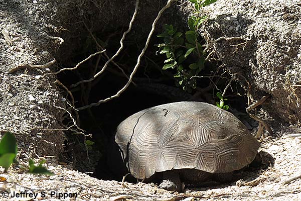 Gopher Tortoise (Gopherus polyphemus)