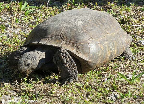 Gopher Tortoise (Gopherus polyphemus)