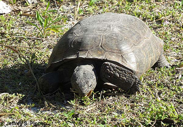 Gopher Tortoise (Gopherus polyphemus)