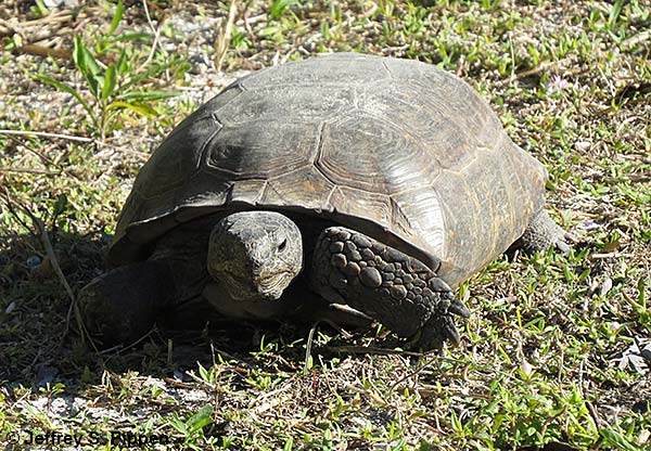 Gopher Tortoise (Gopherus polyphemus)