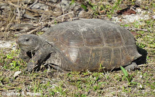Gopher Tortoise (Gopherus polyphemus)