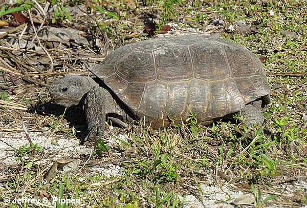 Gopher Tortoise (Gopherus polyphemus)