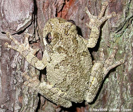 Gray Treefrog (Hyla chrysoscelis)