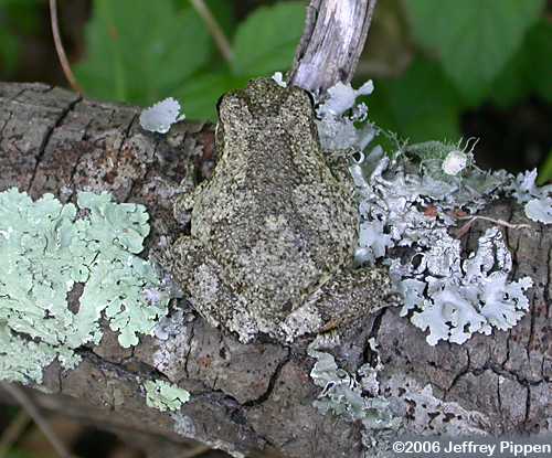 Gray Treefrog (Hyla chrysoscelis)