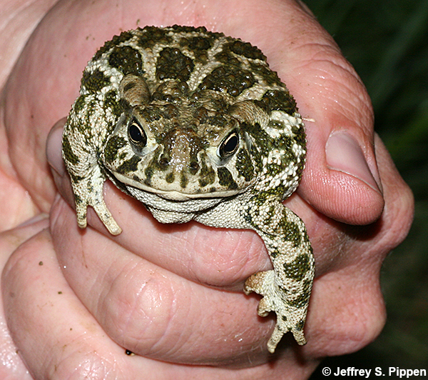 Great Plains Toad (Anaxyrus cognatus)