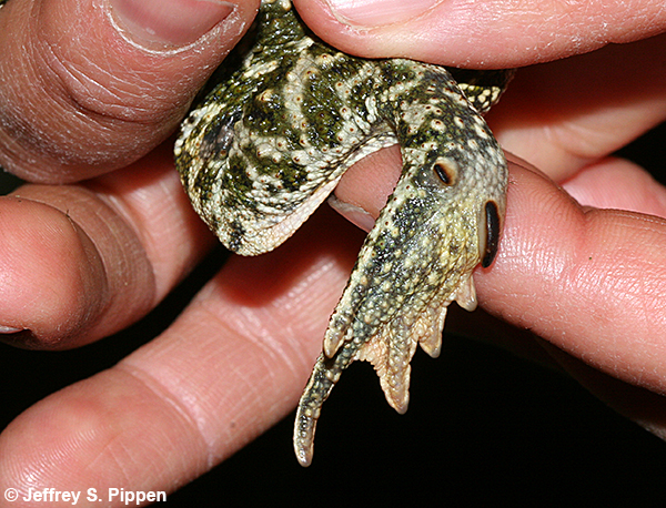 Great Plains Toad (Anaxyrus cognatus)