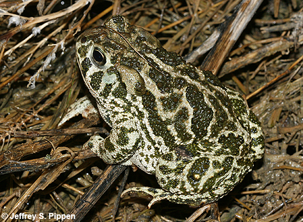 Great Plains Toad (Anaxyrus cognatus)