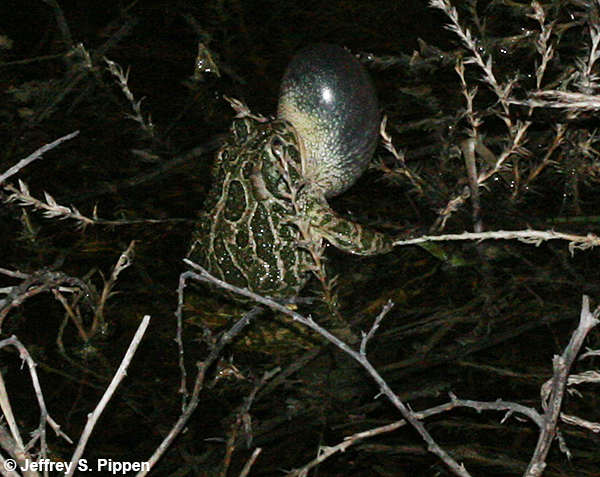 Great Plains Toad (Anaxyrus cognatus)