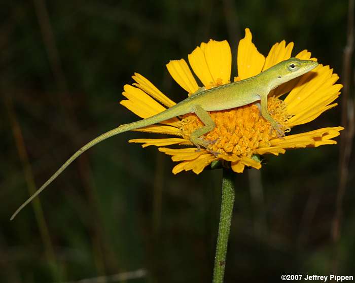 Green Anole (Anolis carolinensis)