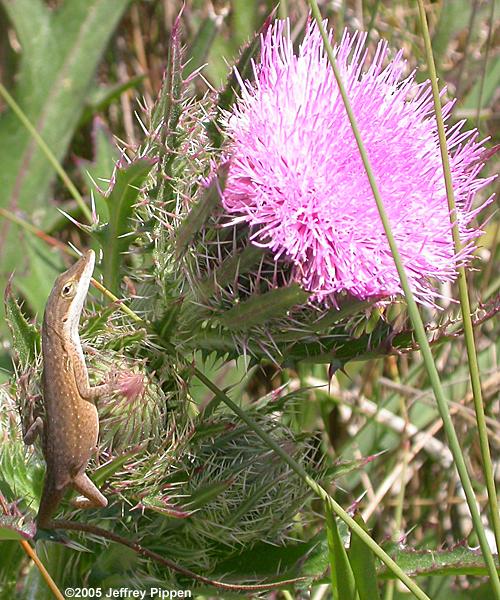 Green Anole (Anolis carolinensis)