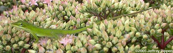 Green Anole (Anolis carolinensis)
