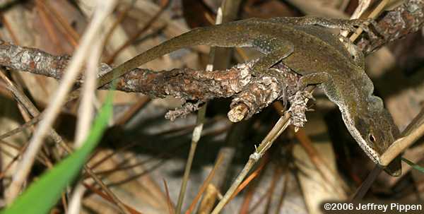 Green Anole (Anolis carolinensis)