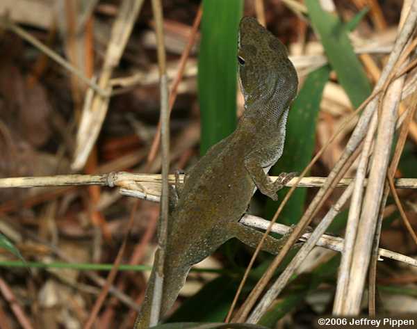Green Anole (Anolis carolinensis)