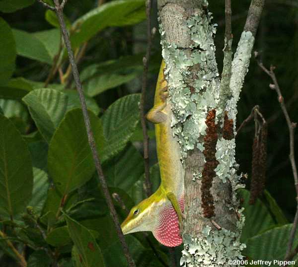 Green Anole (Anolis carolinensis)