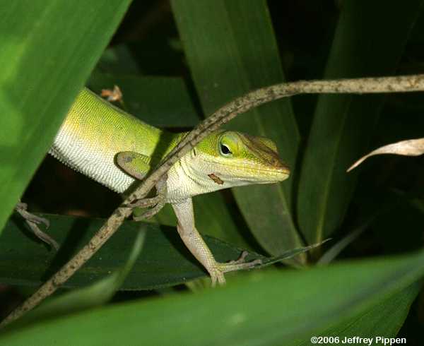 Green Anole (Anolis carolinensis)