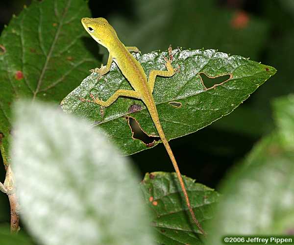 Green Anole (Anolis carolinensis)