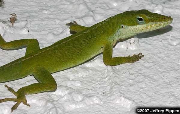 Green Anole (Anolis carolinensis)