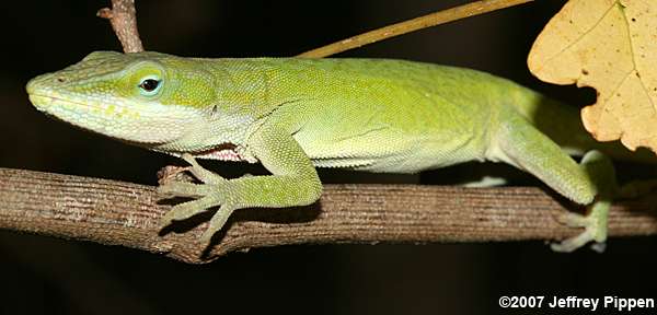 Green Anole (Anolis carolinensis)