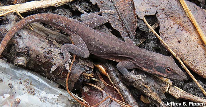 Green Anole (Anolis carolinensis)