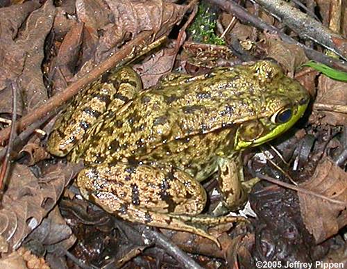 Green Frog (Rana clamitans)