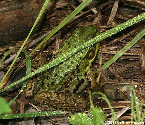 Green Frog (Rana clamitans)