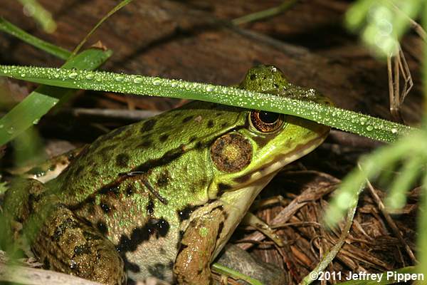 Green Frog (Rana clamitans)