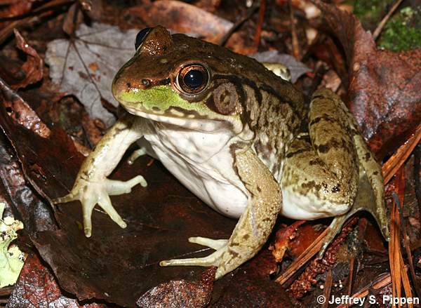 Green Frog (Rana clamitans)