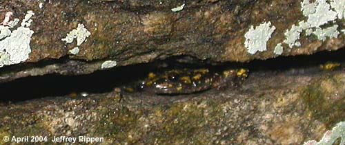 Green Salamander (Aneides aeneus)