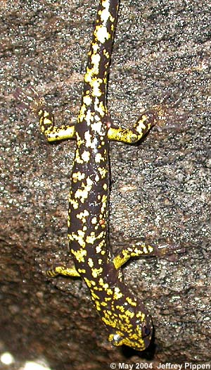 Green Salamander (Aneides aeneus)